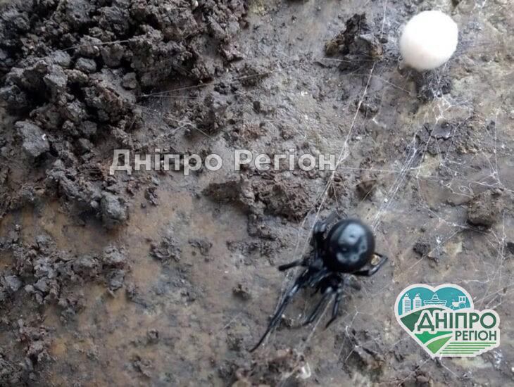 На Дніпропетровщині павуки каракурти атакують людей На Дніпропетровщині павуки каракурти атакують людей