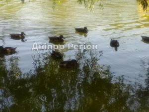 Як у Дніпрі в парку Глоби качки рятуються від спеки (ФОТО)