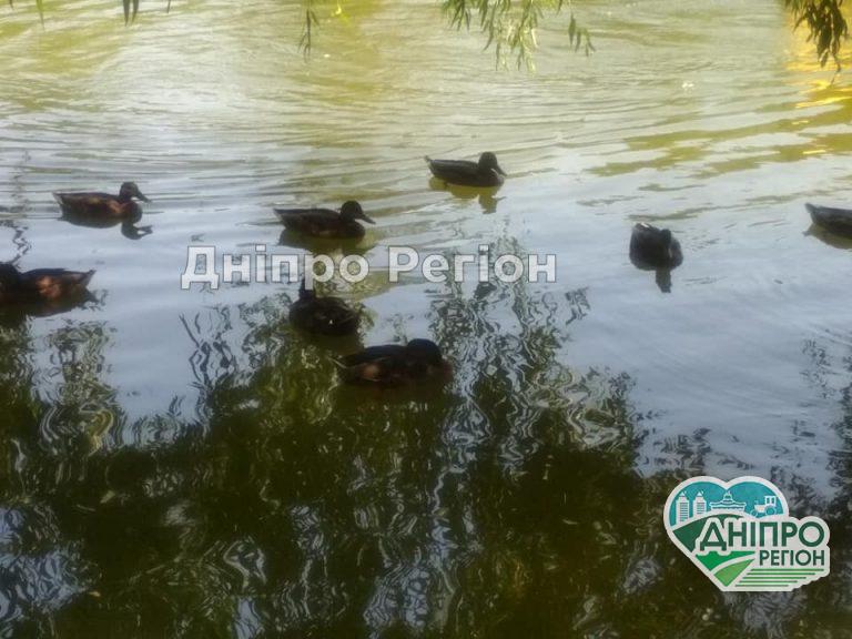 Як у Дніпрі в парку Глоби гачки рятуються від спеки (ФОТО)