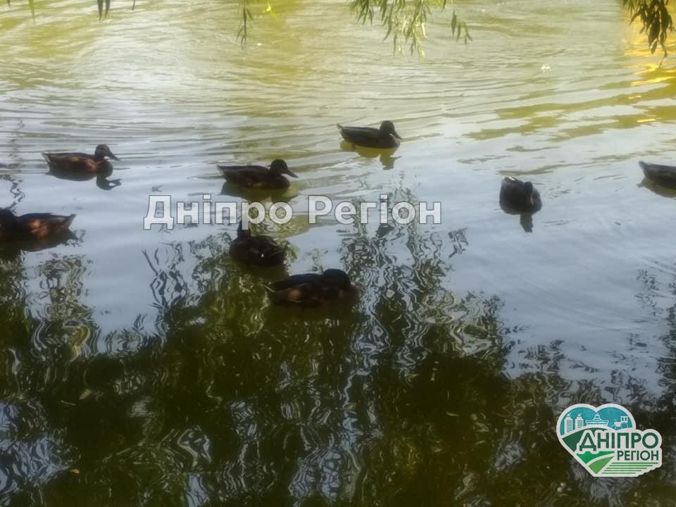 Як у Дніпрі в парку Глоби качки рятуються від спеки (ФОТО) Як у Дніпрі в парку Глоби гачки рятуються від спеки (ФОТО)