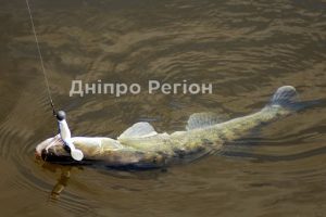 Де в Синельниківському та Васильківському районах Дніпропетровщини знаходяться рибні місця