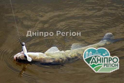 Де в Синельниківському та Васильківському районах Дніпропетровщини знаходяться рибні місця Де в Синельниківському та Васильківському районах Дніпропетровщини знаходяться рибні місця