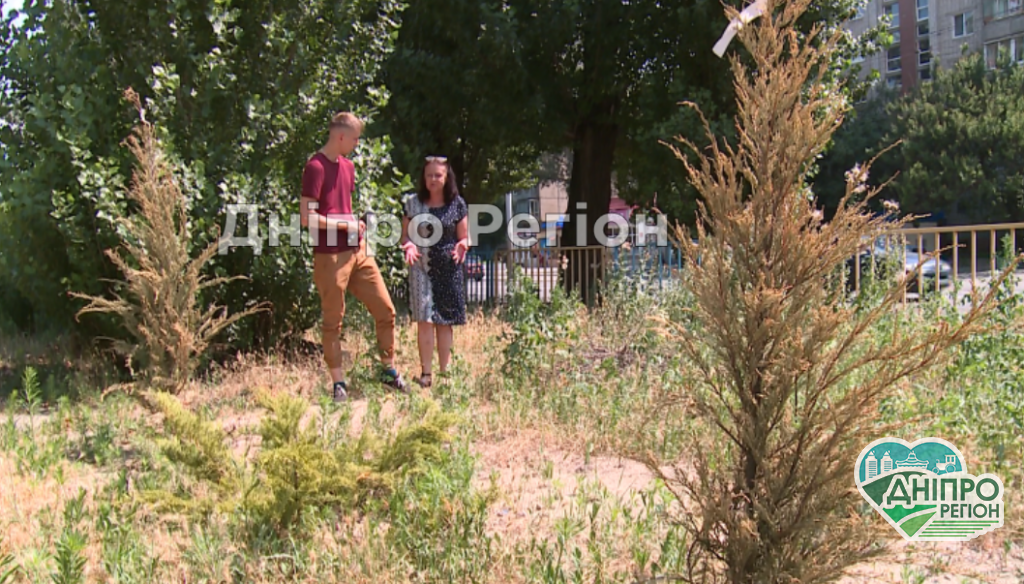 У Дніпрі на вулиці Калиновій засихає алея молодих хвойників (ВІДЕО) У Дніпрі на вулиці Калиновій засихає алея молодих хвойників (ВІДЕО)