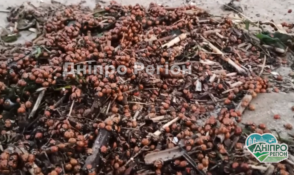 Такого ще не було: навала сонечок дісталася до Дніпропетровщини (ВІДЕО) Такого ще не було: навала сонечок дісталася до Дніпропетровщини (ВІДЕО)