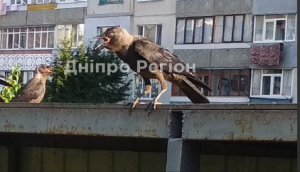 На Дніпропетровщині ворони атакують людей