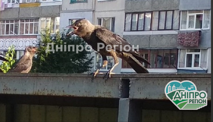 На Дніпропетровщині ворони атакують людей