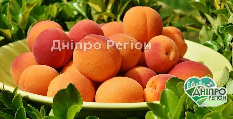 Кому не можна їсти абрикоси Густе абрикосове варення: дуже простий рецепт за 60 хвилин