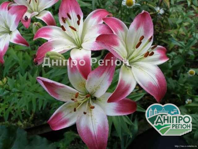 Море лілій: на Дніпропетровщині знайшли чудове місце для фотосесій (ФОТО) Море лілій: на Дніпропетровщині знайшли чудове місце для фотосесій (ФОТО)