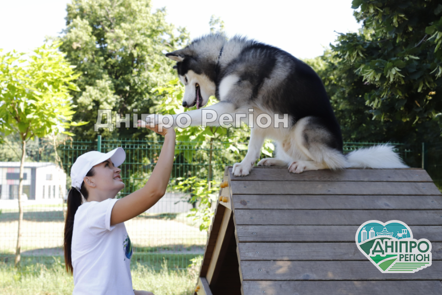 Де у Дніпрі з’являться нові сучасні майданчики для вигулу собак?