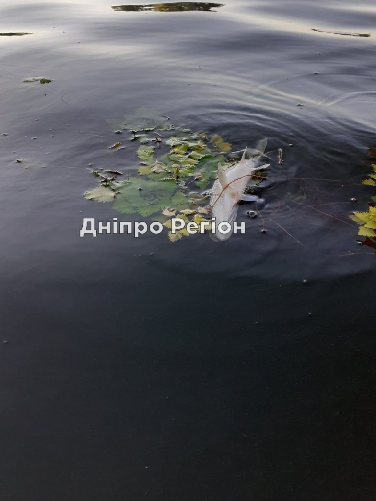 Під Дніпром: у річці Кільчень масово гине риба (ФОТО) Екологічне лихо у Підгородному: у річці Кільчень масово гине риба