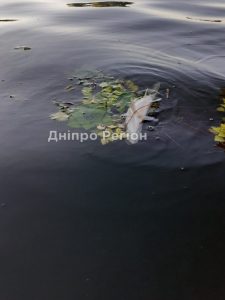 Під Дніпром: у річці Кільчень масово гине риба (ФОТО)