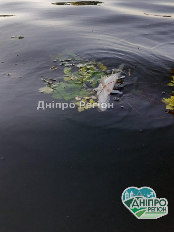 Екологічне лихо у Підгородному: у річці Кільчень масово гине риба