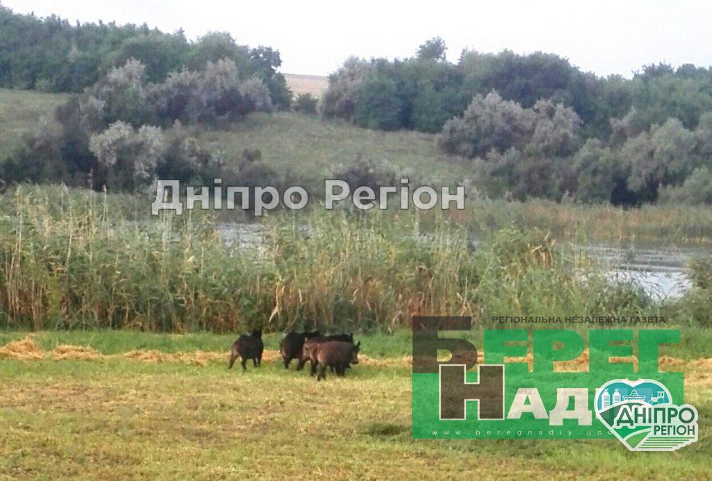 На Дніпропетровщині дикі свині знищують городи та біжать у двори до людей (Фото) Дикі свині заїдають жителів Синельниківського району (Фото)