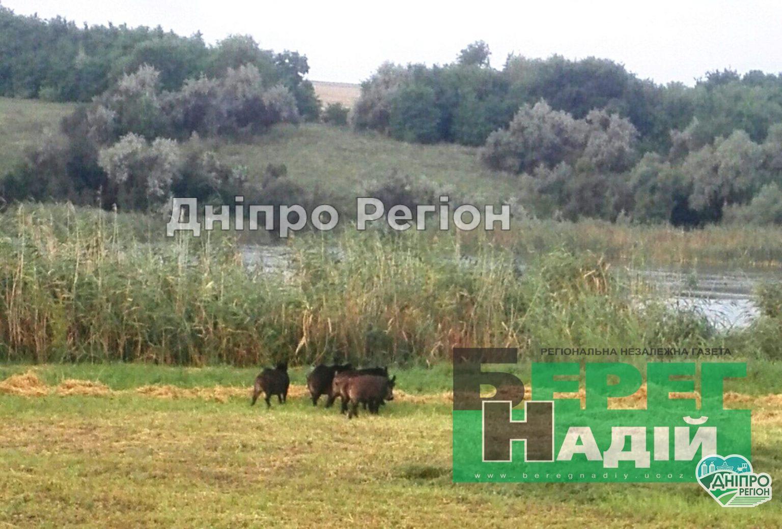 Дикі свині заїдають жителів Синельниківського району (Фото)