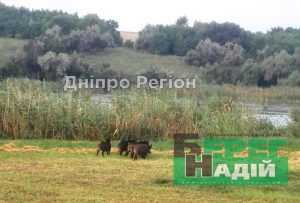 На Дніпропетровщині дикі свині знищують городи та біжать у двори до людей (Фото)
