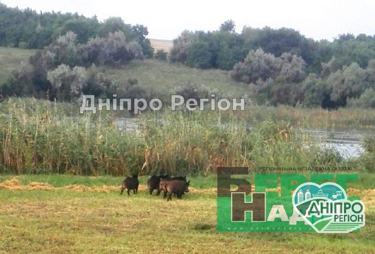 Дикі свині заїдають жителів Синельниківського району (Фото)