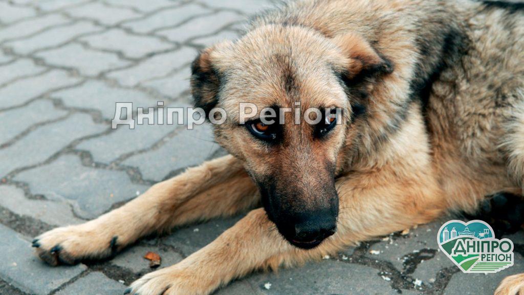 В Днепре приют для животных под угрозой закрытия В Днепре приют для животных под угрозой закрытия