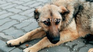 В Днепре приют для животных под угрозой закрытия
