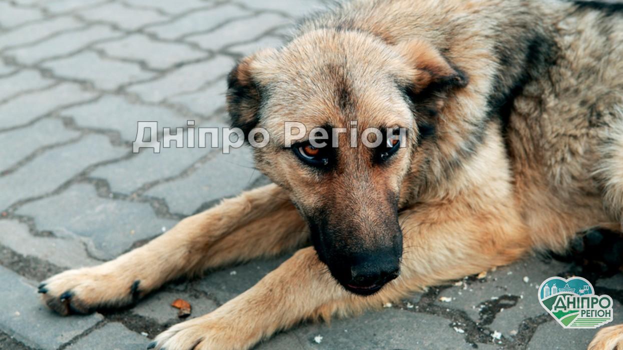 В Днепре приют для животных под угрозой закрытия