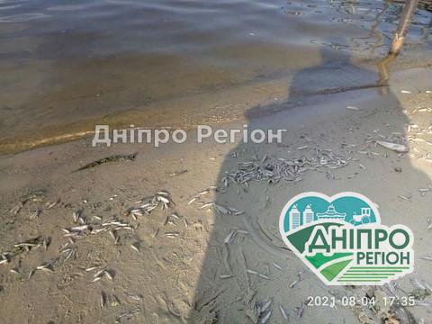 Чому у Дніпрі на дитячий пляж дітей краще не водити (ФОТО) Чому у Дніпрі на дитячий пляж дітей краще не водити (ФОТО)