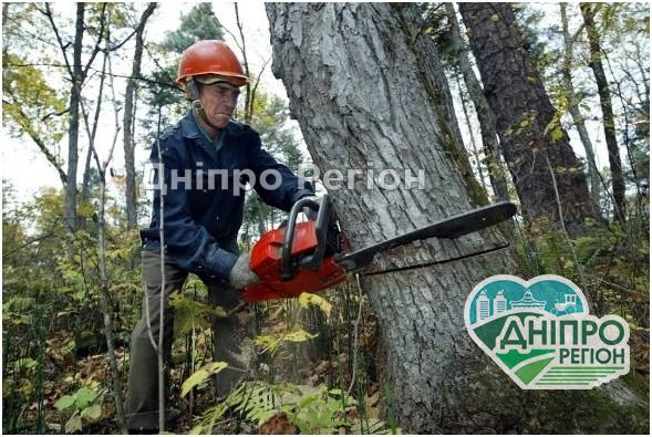 Скільки можна знущатись? У Дніпрі зрізають аварійні дерева чи нищать сквер Скільки можна знущатись? У Дніпрі зрізають аварійні дерева чи нищать сквер
