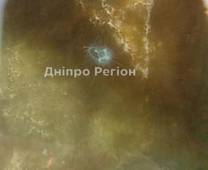 У Дніпрі в кар’єрі в селі Старі Кодаки побачили медуз (ФОТО)