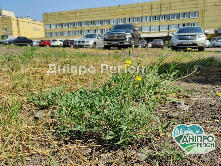 У Дніпрі в дворі 4 лікарні знаходиться справжня екопарковка (ФОТО)