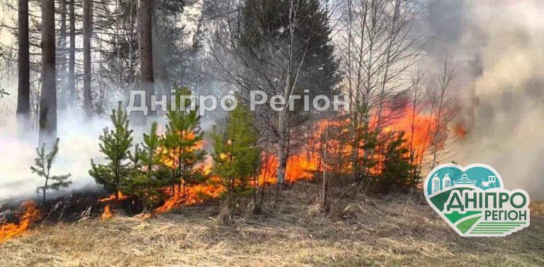 На Дніпропетровщині горять ліси: вигоріло понад 16,5 га