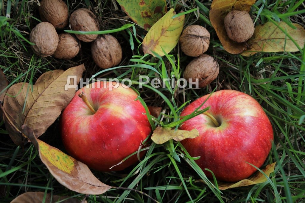 29 серпня Горіховий або Хлібний Спас: що все треба знати про свято 16 серпня – Горіховий Спас: традиції, прикмети та що не можна робити