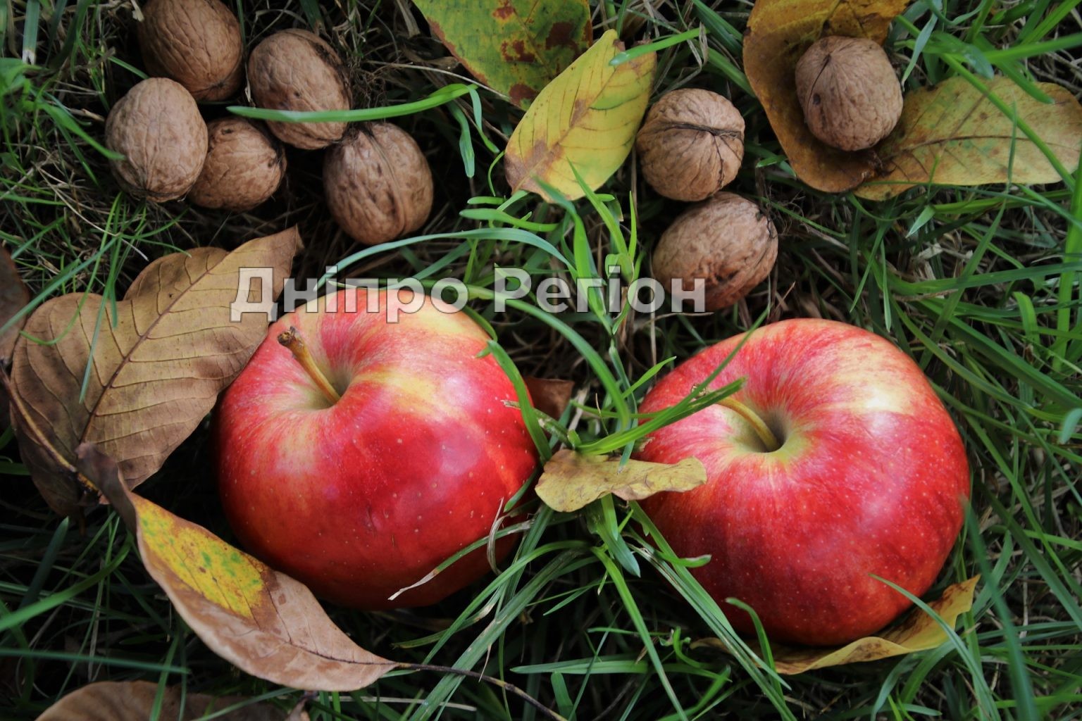 16 серпня – Горіховий Спас: традиції, прикмети та що не можна робити 16 серпня – Горіховий Спас: традиції, прикмети та що не можна робити