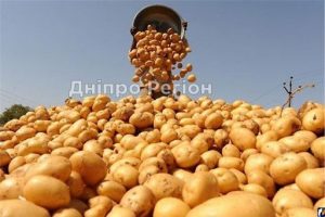 На вагу золота: у Дніпрі цього року картопля буде не всім по кишені
