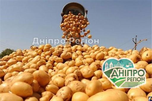 На вагу золота: у Дніпрі цього року картопля буде не всім по кишені Стало відомо, чому Дніпропетровщина залишилася без власної картоплі
