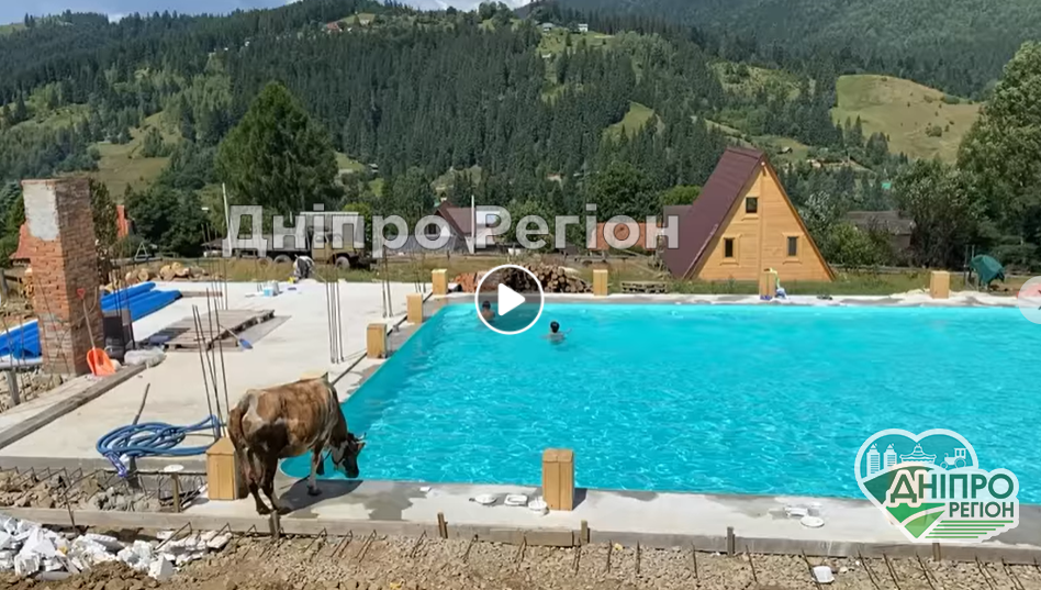 Корова стрибнула в басейн покупатись до дніпрян на відпочинку у Карпатах (Відео) Корова стрибнула в басейн до дніпрян на відпочинку у Карпатах (Відео)