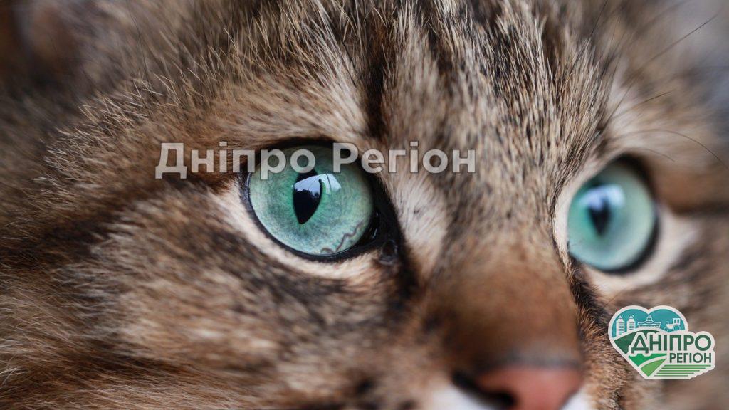 Під Дніпром жінка вбила чоловіка, який викинув кошеня з балкону: скоро вийде на волю Під Дніпром жінка вбила чоловіка, який викинув кошеня з балкону: скоро вийде на волю