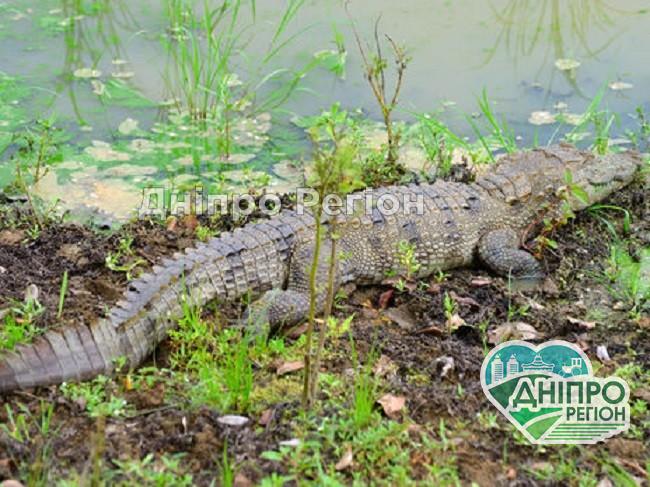 На Арабатській стрілці виявили 1,5 метрового крокодила: поліція вирішує, як його зловити На Арабатській стрілці виявили півтораметрового крокодила: поліція вирішує, як його зловити