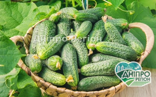 Не потрібний урожай навіть за 1 грн: чому фермери викидають та знищують овочі Нікому не потрібний урожай: чому фермери викидають та знищують овочі