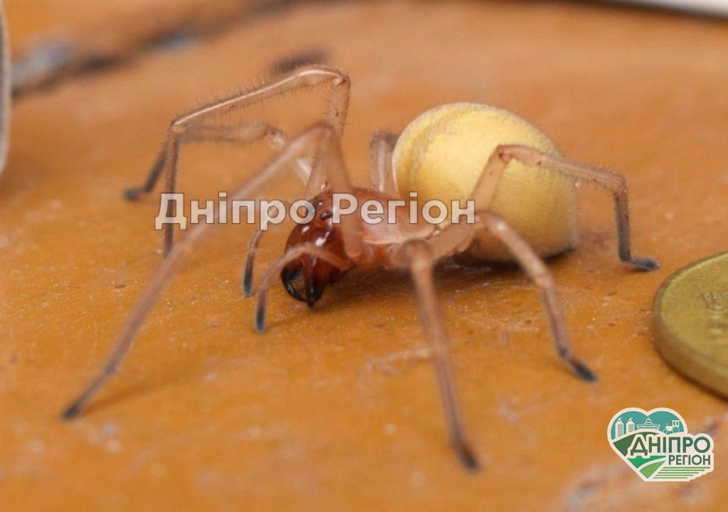 Будьте осторожны! Украинцам угрожают ядовитые пауки с 4 челюстями, которые прыгают и кусаются Будьте осторожны! Украинцам угрожают ядовитые пауки с 4 челюстями, которые прыгают и кусаются