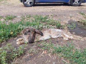 Під Дніпром хворих кролів викинули помирати в посадку, аби не лікувати