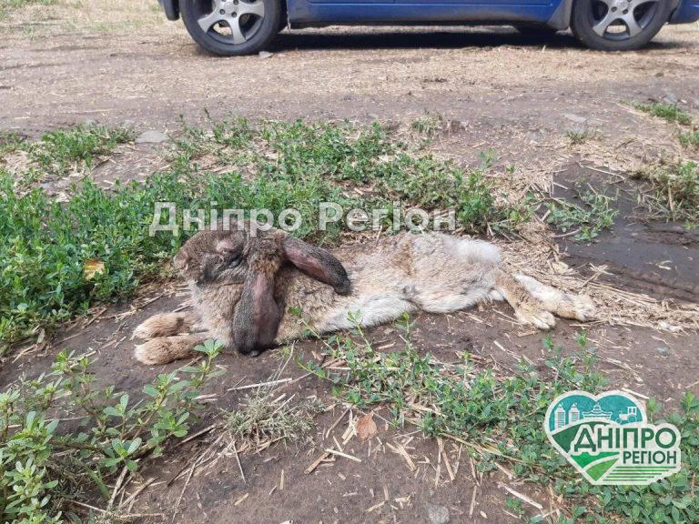 Під Дніпром хворих кролів викинули помирати в посадку, аби не лікувати