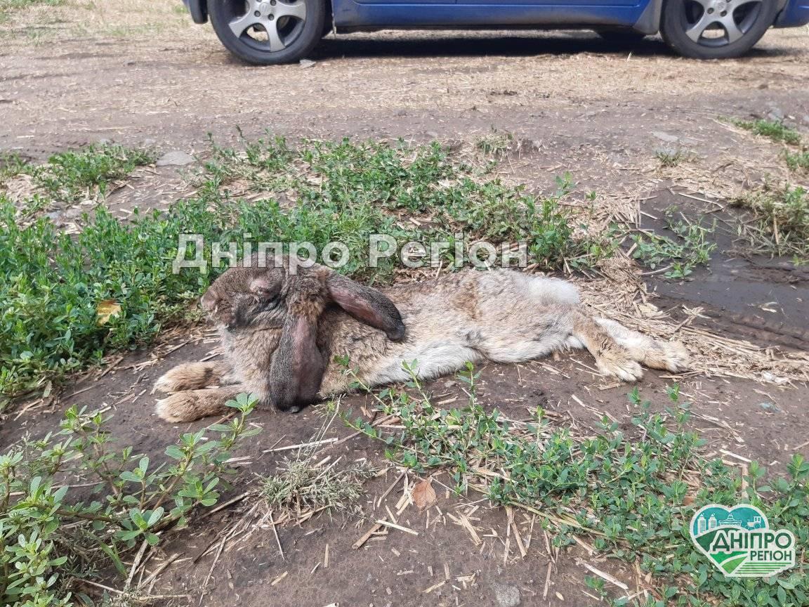 Під Дніпром хворих кролів викинули помирати в посадку, аби не лікувати