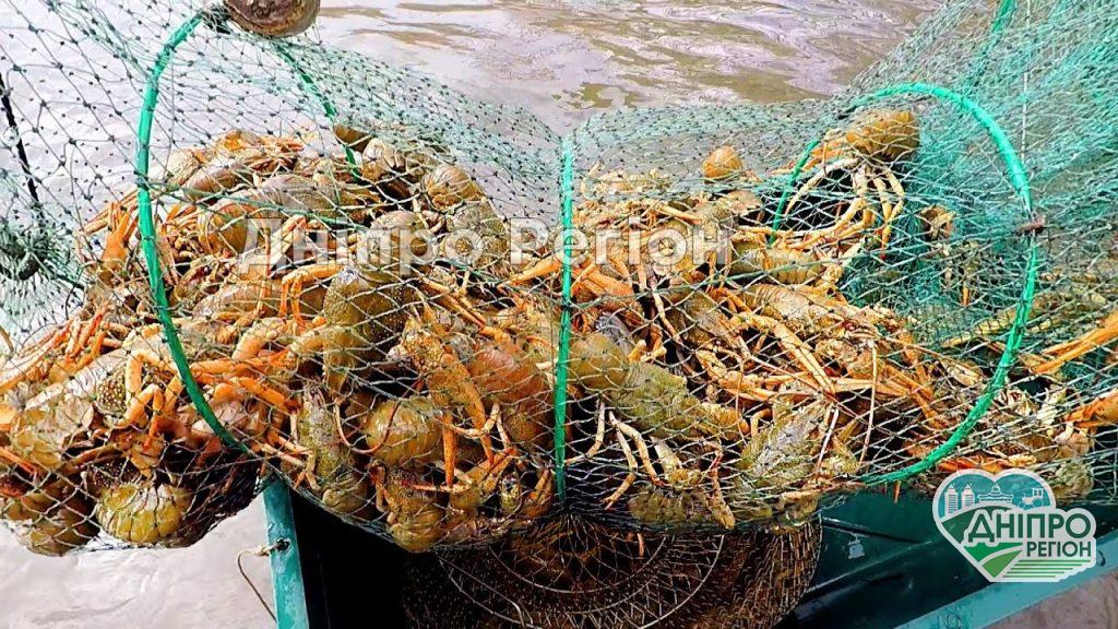 Штраф – 680 грн: у Дніпрі вводиться заборона на ловлю раків (Відео) Штраф - 680 грн: у Дніпрі вводиться заборона на ловлю раків (Відео)