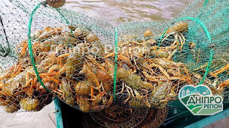 Штраф - 680 грн: у Дніпрі вводиться заборона на ловлю раків (Відео)