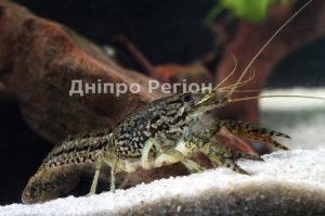 У Дніпрі вчені виявили новий агресивний вид раків: розмножуються без самців