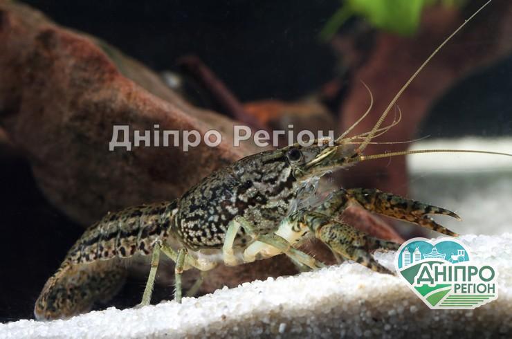 У Дніпрі вчені виявили новий агресивний вид раків: розмножуються без самців У Дніпрі вчені виявили новий агресивний вид раків: розмножуються без самців