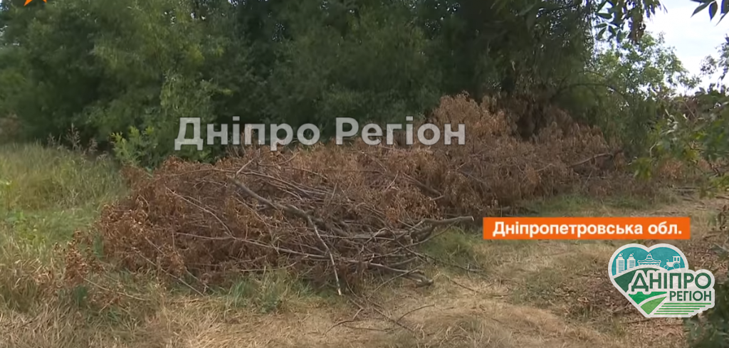 На Дніпропетровщині фермери страждають через чорних лісорубів (ВІДЕО)
