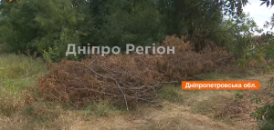 На Дніпропетровщині фермери страждають через чорних лісорубів (ВІДЕО)