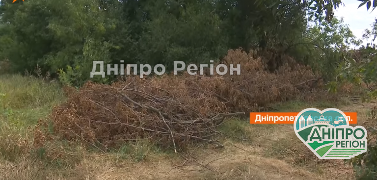 На Дніпропетровщині фермери страждають через чорних лісорубів (ВІДЕО)