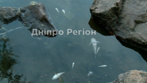 У водах Дніпра масово гине риба (ВІДЕО)