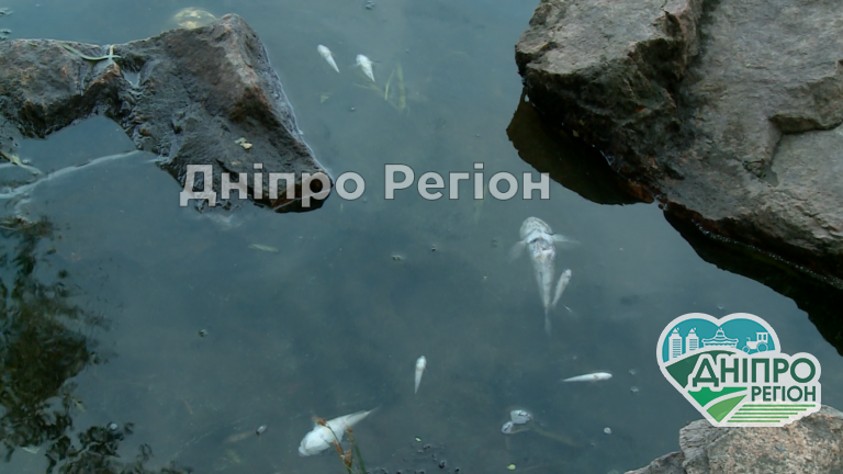 У водах Дніпра масово гине риба (ВІДЕО) У водах Дніпра масово гине риба (ВІДЕО)