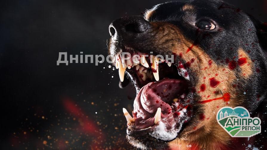 В Днепре на территории школы бойцовская собака напала на 8-летнюю девочку Ребенок не может отойти от испуга: в Днепре на территории школы бойцовская собака напала на 8-летнюю девочку